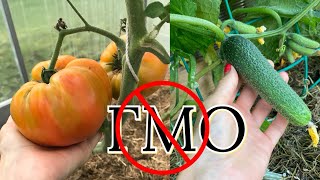 Вся правда про гибриды и ГМО