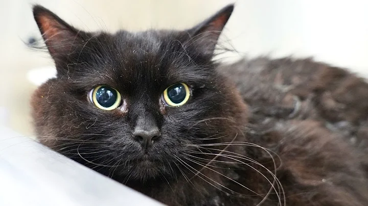 Video 11385601: siberian forest cat, cat grooming, black cat, pets