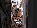 Kucing heran dengan burung hantu