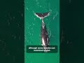 Why Whale came on surface of Ocean, Giant monster, nature animals, blue whale