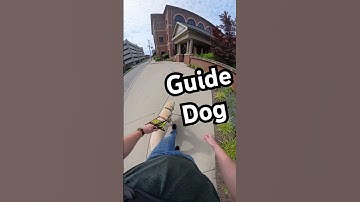 What Do I Do When My Guide Dog Makes An Unexpected Turn? #guidedog #dog #dogs