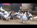 German Show Pigeons - gołębie niemieckie wystawowe