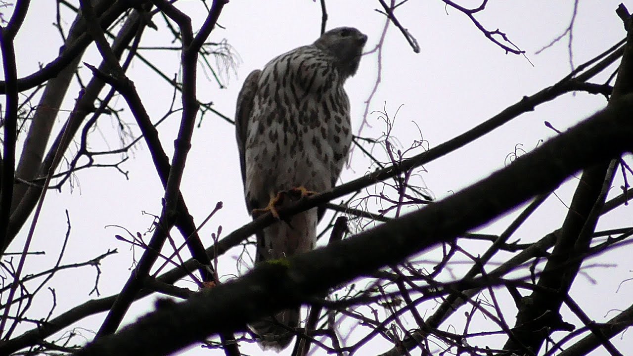 Ястреб канюк орел коршун. Ястреб-тетеревятник охотится на ворон. Птица анатолийский орел. Могильник (птица). Как издаёт звук орёл.