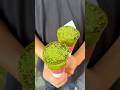 とろける究極の抹茶ブリュレ