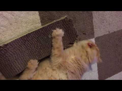 cats inn Persian Cat Biting Scratcher