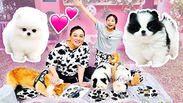 Bug & Sequin Have New Puppies! | Little Big Toys