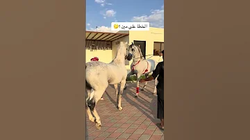 خيل عربي اصيل 