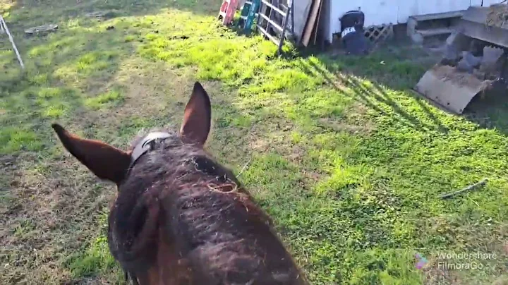 Maggie trail ride, opens gate and walks up stairs.