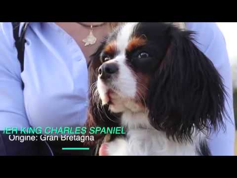 Video: Cavalier King Charlz Spaniel Iti Gipoallergen, Sog'liq Va Umr Ko'rish Muddati