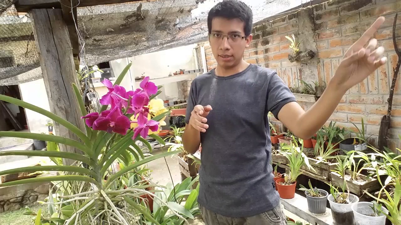 Cómo cuidar y mantener orquídeas Vanda? || Orquiplanet - thptnganamst.edu.vn