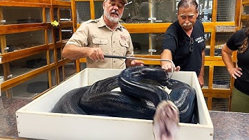 ANGRY PYTHON GOES FOR THE CAMERAMAN😳