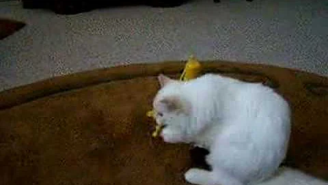 Watch the video about Sweetheaven Creme de la Creme / Sophia Lynn exercising!