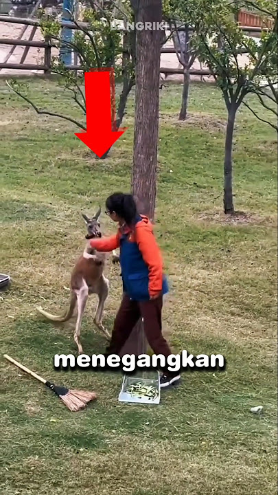 This kangaroo's actions were truly unexpected.