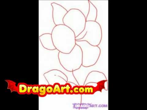 How to draw a hibiscus, step by step - YouTube