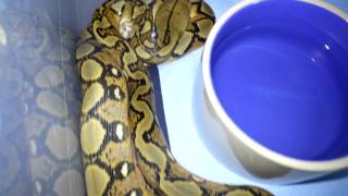 Sunfire Retic Fresh Shed