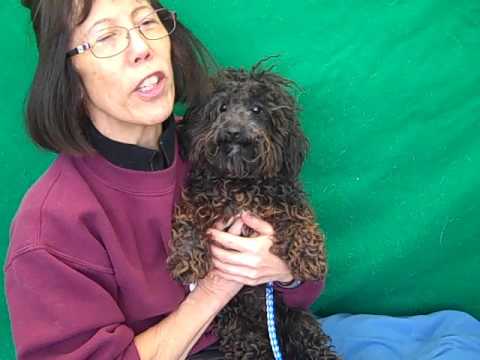 puppy paradise A5035569 Missy | Miniature Poodle Puppy