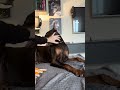 #рекомендации #doberman #puppy #funny #доберман #собака #животные #recommended