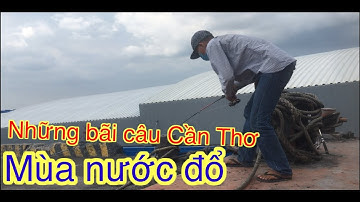 Điểm câu cá dồ (tra)- dãnh- đém mùa nước đổ Sông Hậu- Cần Thơ| river fishing Cantho Vietnam
