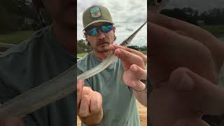 NEW SPECIES!!!! #newspecies #catchandrelease #castnet #saltwaterfish #cool #wow #needlefish