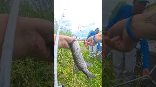 UN LUCCIO NASCOSTO TRA GLI ALBERI #fishing