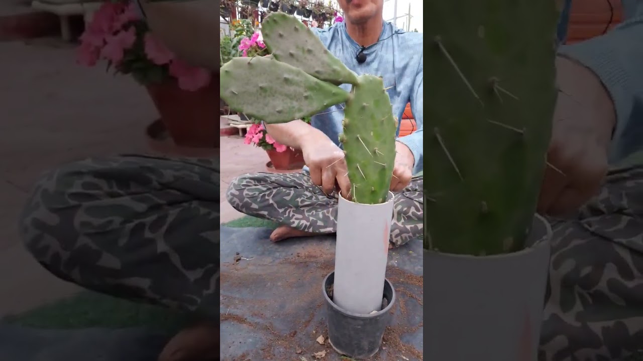 For Cactus Lover👍👍👍👍👍💕💕