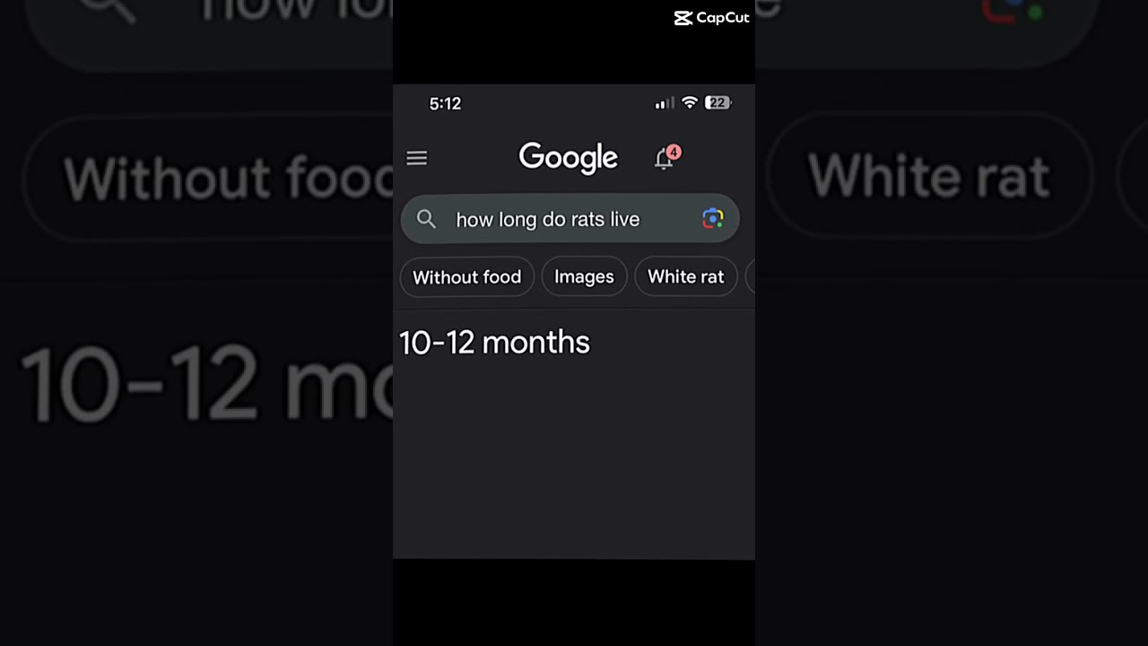 BEN YEDDER 🐀🐀🇫🇷🇫🇷 