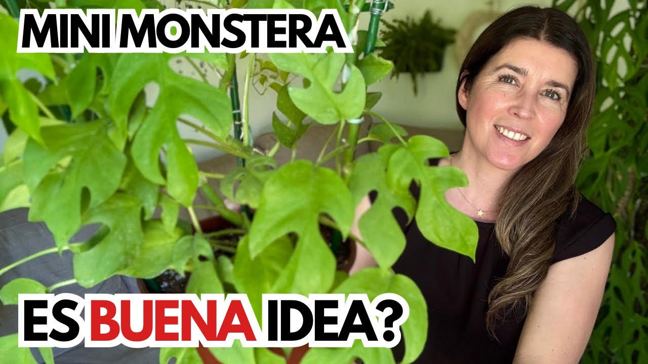 RHAPHIDOPHORA TETRASPERMA: es BUENA IDEA para tu ESPACIO? 🤔