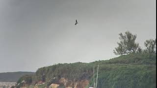 Osprey Bryher, Isles of Scilly