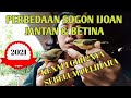 CARA MEMBEDAKAN JANTAN&BETINA SOGON IJOAN||AKURAT 100%