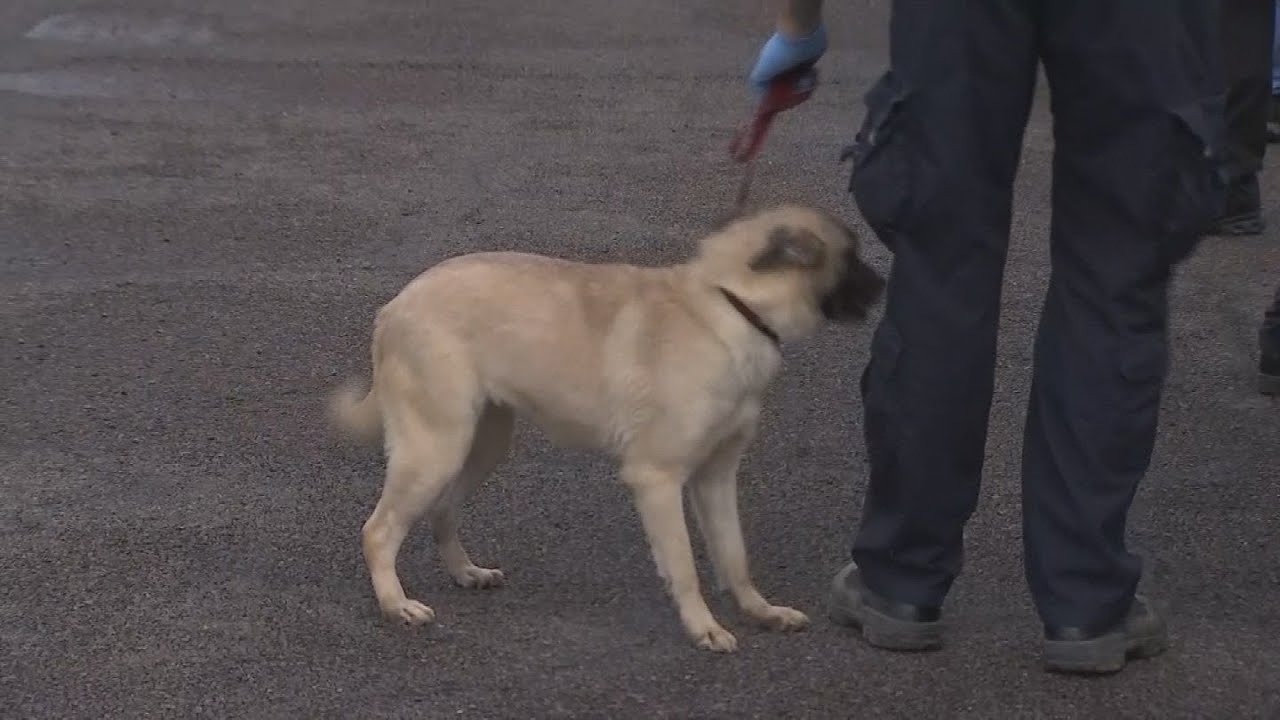 VIDEO: Police seize numerous animals from boarding kennel