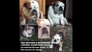 Ввести ответственность ветеринарам за убийство животных - Обращение к Путину. Ввести ответственность ветеринарам за убийство животных - Обращение к Путину.