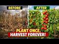 Stop Buying Groceries: Nine Climbing Plants You Only Plant ONCE for Year-Round Food!