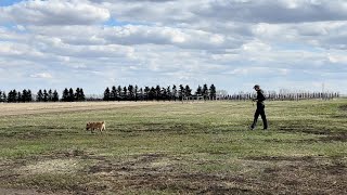 Leona and Magnum 2 hours aged field  amazing watch