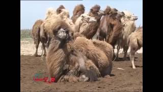 видео: Қытайдағы Қазақтар түйе шаруашылығын дамытуда картинка: Қытайдағы Қазақтар түйе шаруашылығын дамытуда