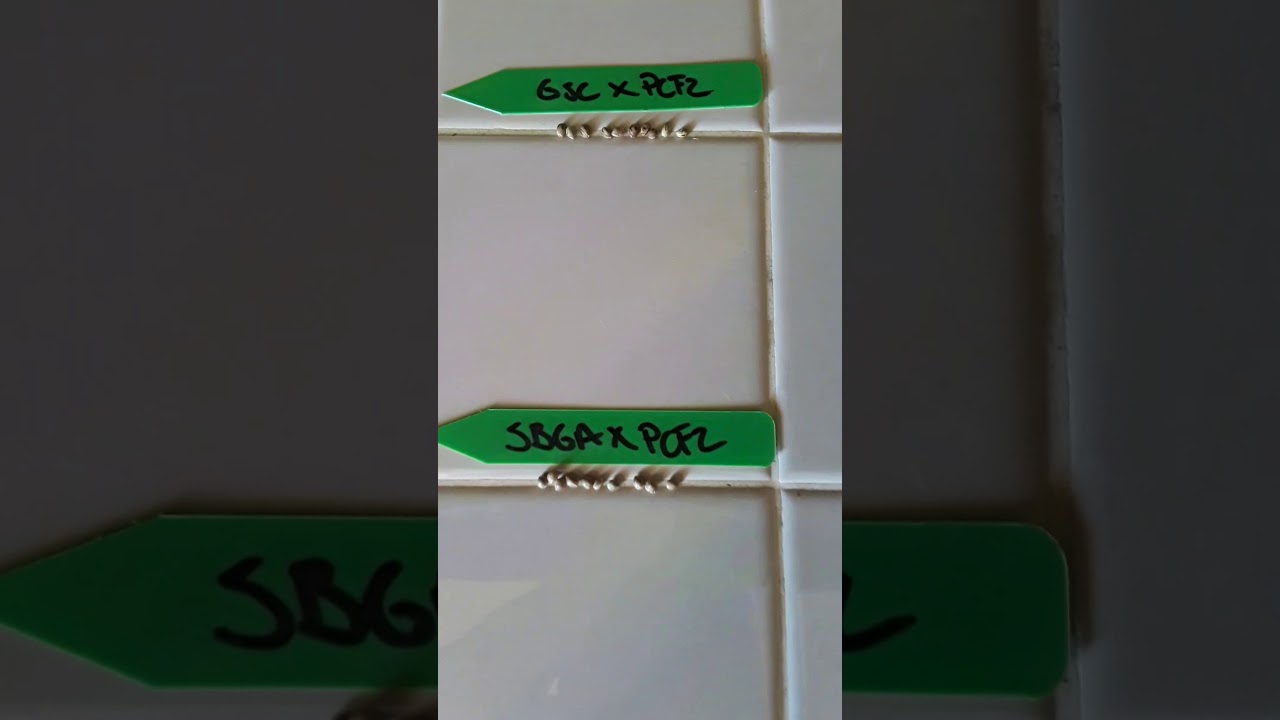 Germinating Medical Cannabis Seeds