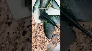 Baby Mermaid Dmtryarts. Mrocean