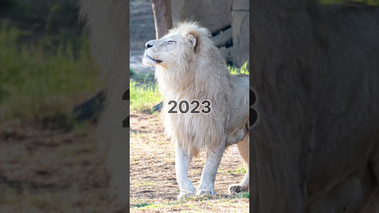 white lion 🦁 mythology creature | mythical monsters | Jo hamare sath nahi hai √¶∆