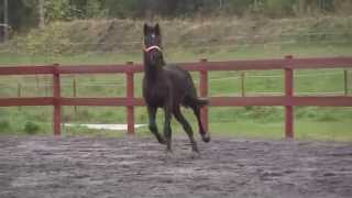 Hingst
