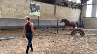 Mare by Ulpien d'elle x Prince Igor - 4 years