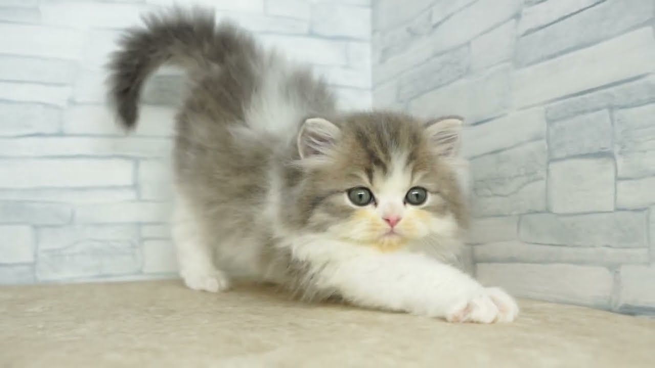 KIKUCHI PET】 仔犬仔猫 No.260520 スコティッシュ・フォールド（立耳