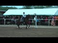 Старты из working equitation speed trail test