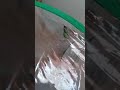 Monarch forming Chrysalis (Cremaster at 4:12)