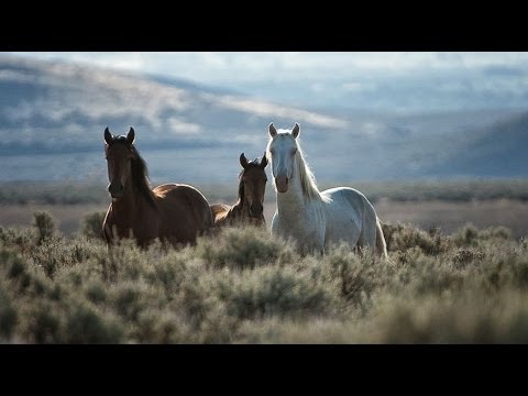 Wideo: American Mustang Horse Rasa Hipoalergiczna, Zdrowie I Długość życia