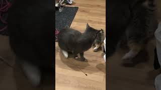 Cat Startled By A Precious Kitten