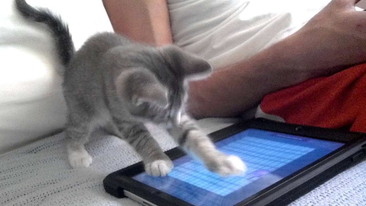 kitten playing Ipad game for cats YouTube