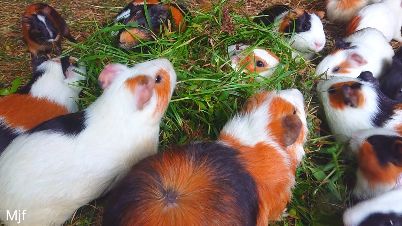 Guinea pigs eating asmr, cutest Guinea pigs, baby animals eating, Guinea pig eating time lapse 