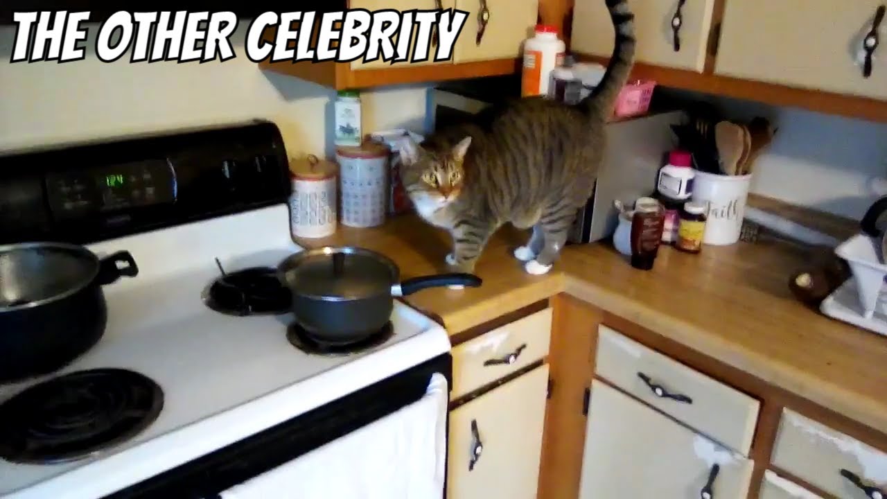 Learn HOW TO Be A CUTE KITTEN [ For LITERAL Dummies ] IT'S THEIR BDAY