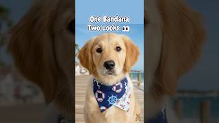 Make Your Dog Stand Out! 🐶 Reversible Over The Collar Bandana (2-in-1 Short Sewing Tutorial)