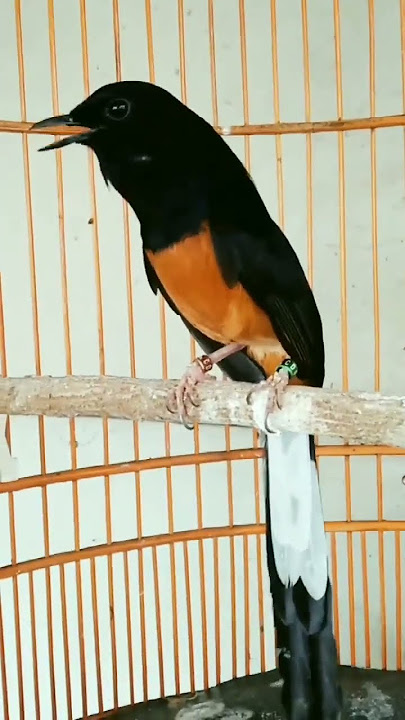 Tembakan monoton Murai batu #muraibatu