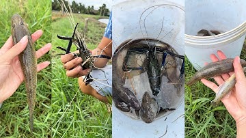 Câu Cá Bống Cát, Tôm Càng, con Lịch đồng cuối mùa |Út Miền Tây